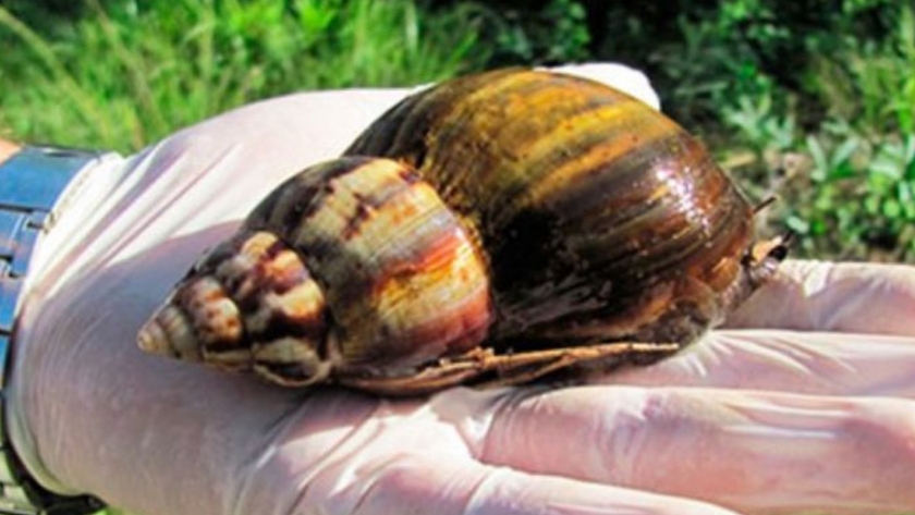 Detección de un nuevo foco de caracol gigante africano en la ciudad de Posadas