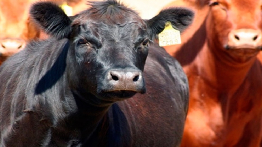 Cómo lograr inseminación a tiempo fijo de forma exitosa