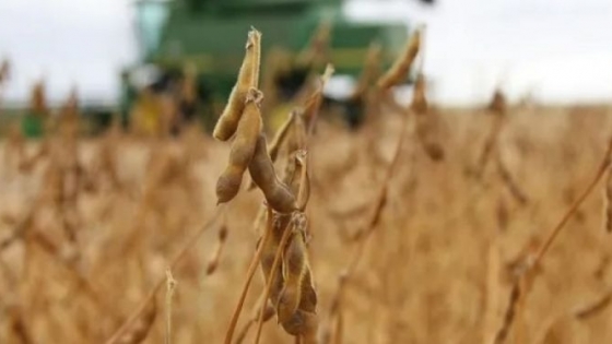 <Luego de nueve campañas de caída ininterrumpida, la siembra de soja aumentaría en un millón de hectáreas ¿A cuánto llegaría la producción?