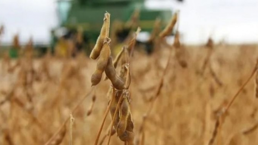 Luego de nueve campañas de caída ininterrumpida, la siembra de soja aumentaría en un millón de hectáreas ¿A cuánto llegaría la producción?