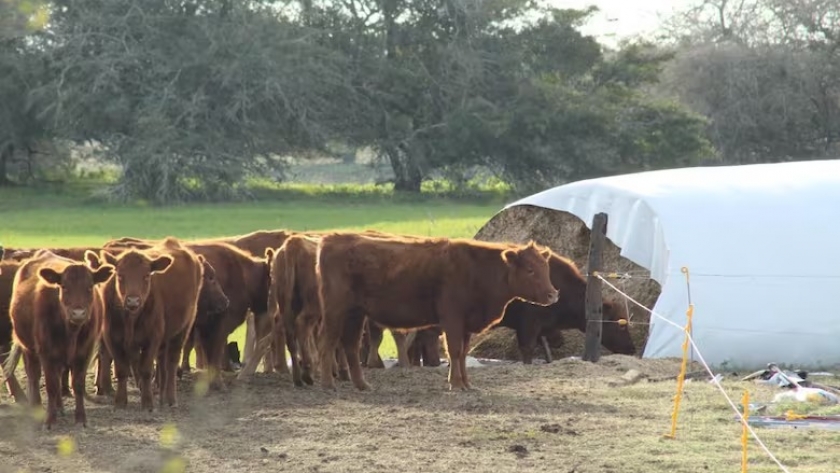 Silaje de maíz: cómo reducir la pérdida nutricional por la chicharrita