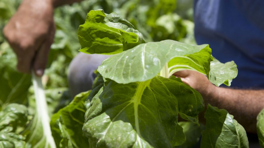 Se capacitó a productores frutihortícolas sobre buenas prácticas agrícolas y normativas vigentes