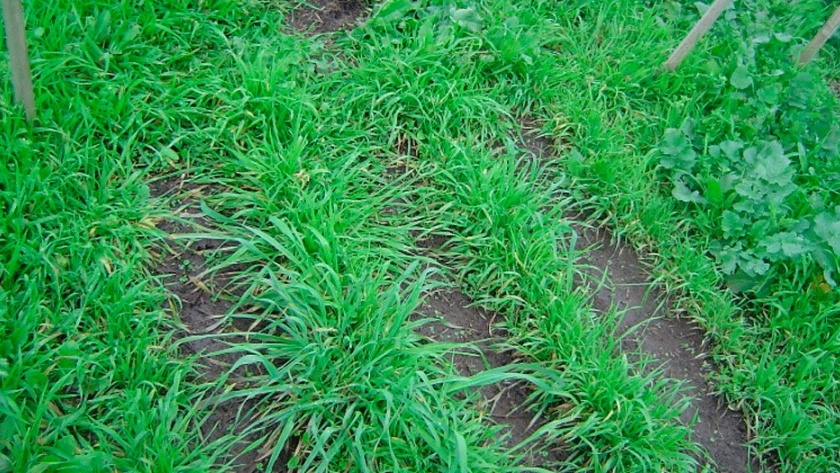 Analizan la competencia entre malezas y pasturas templadas