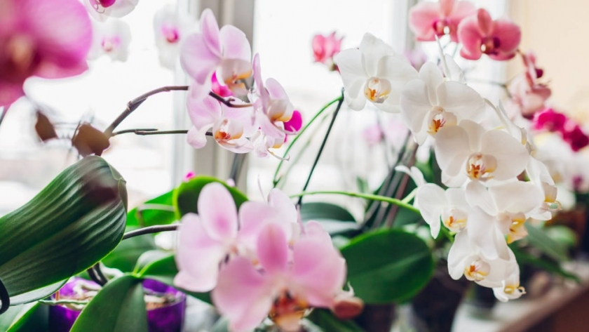 Los secretos de cuidado y variedades de orquídeas