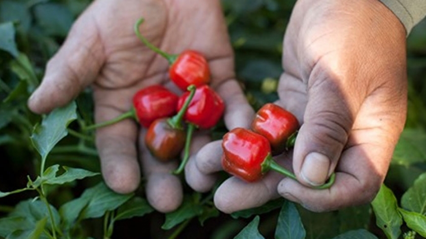 El programa Pro Huerta completó la distribución de semillas de la temporada otoño-invierno