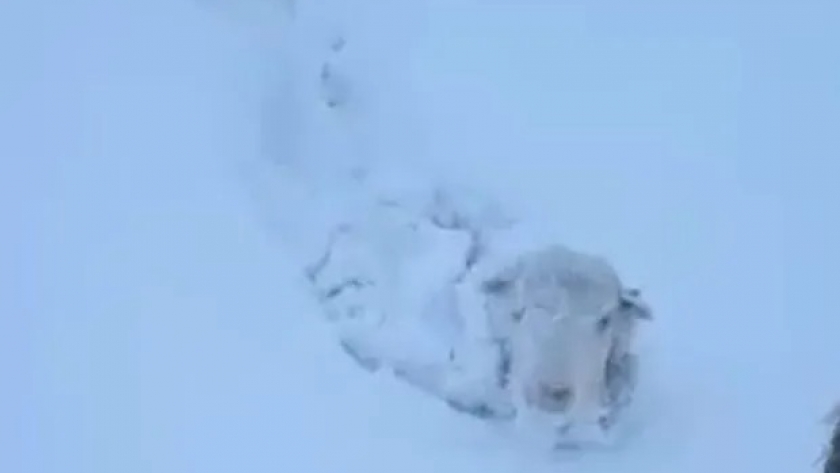 Trampa mortal: la nieve no cede en la Patagonia y hay miles de animales con riesgo de muerte