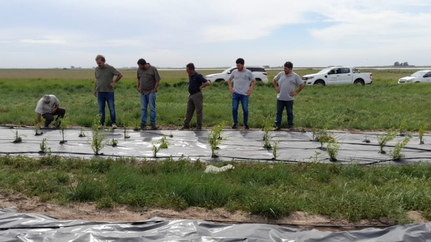 Visita institucional a emprendimiento de forestación en Quemú Quemú