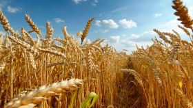 Cuánto tendrá que cosechar un productor de trigo para cubrir los gastos en Entre Ríos