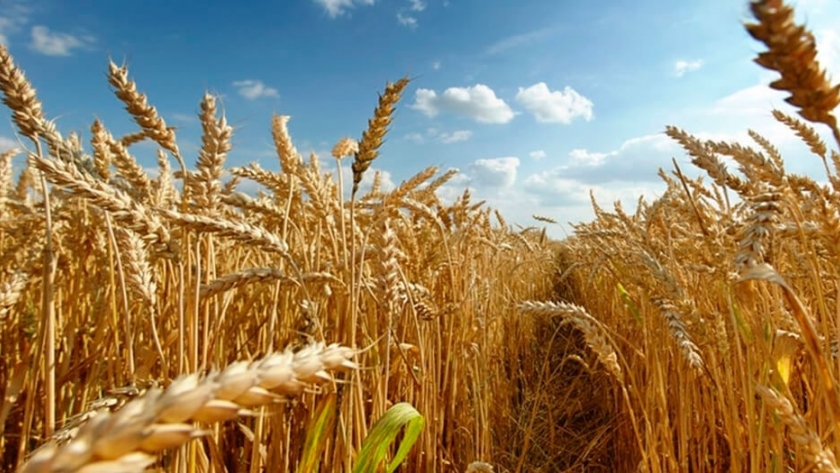 Cuánto tendrá que cosechar un productor de trigo para cubrir los gastos en Entre Ríos
