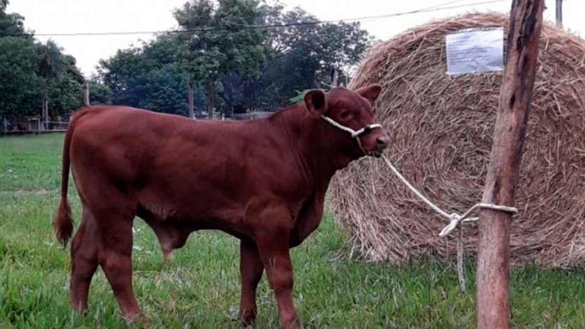 Así es Gauchito, el primer ternero nacido de la transferencia de embriones de raza Brangus