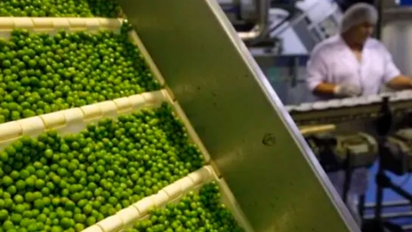 Arvejas: las 7 empresas argentinas que ya pueden exportar al mayor mercado global de la legumbre