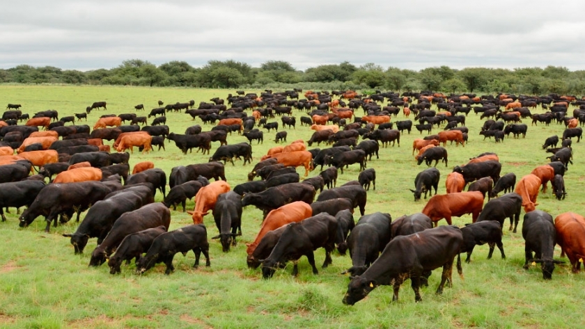 Bovinos de carne: cruzar es una herramienta con resultados impactantes