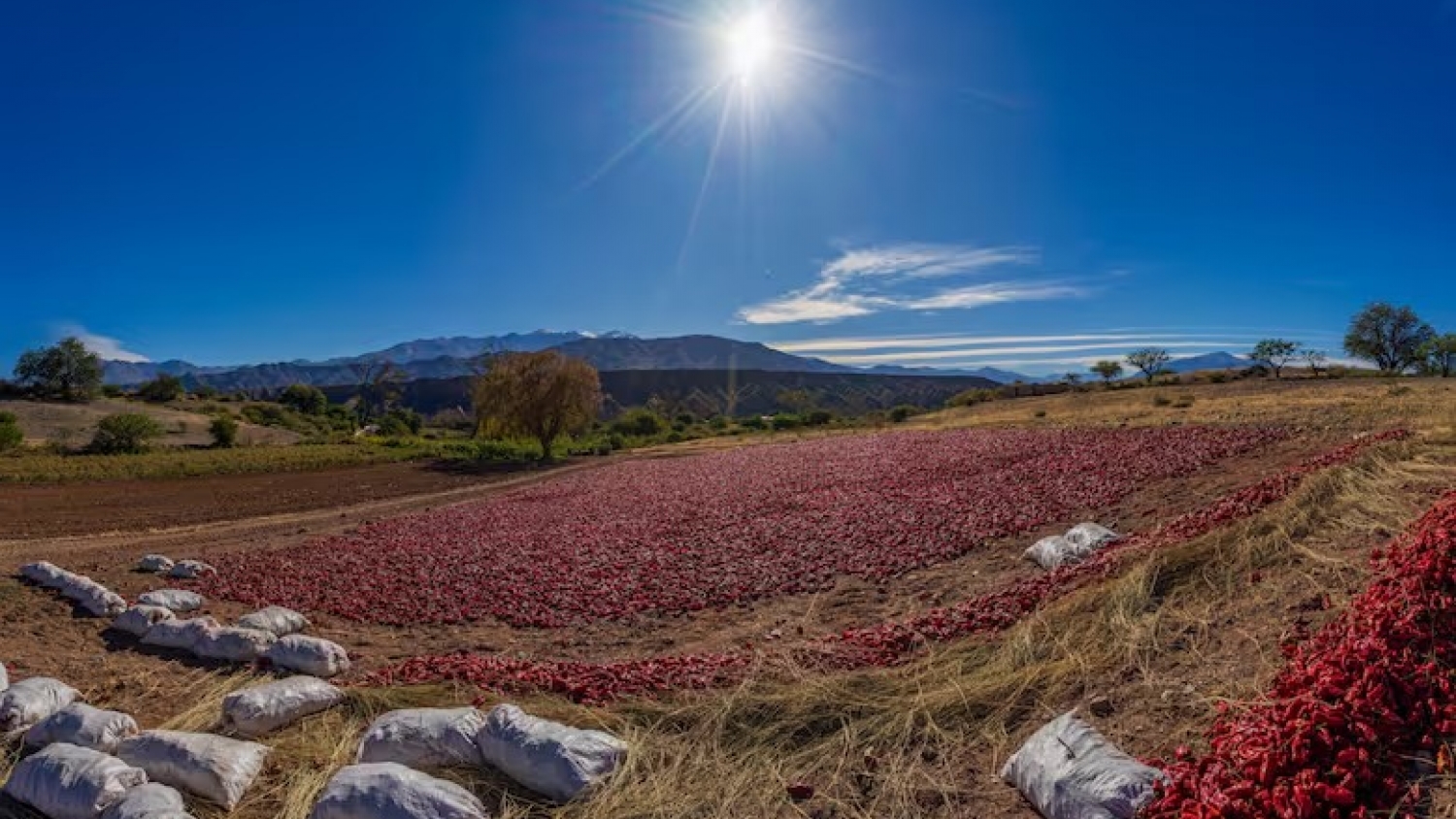 De Payogasta a Angastaco: la ruta del pimentón en Salta