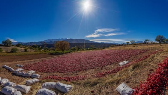 De Payogasta a Angastaco: la ruta del pimentón en Salta