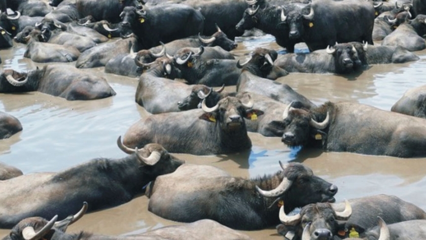 El Búfalo de agua como potencial reservorio de garrapatas