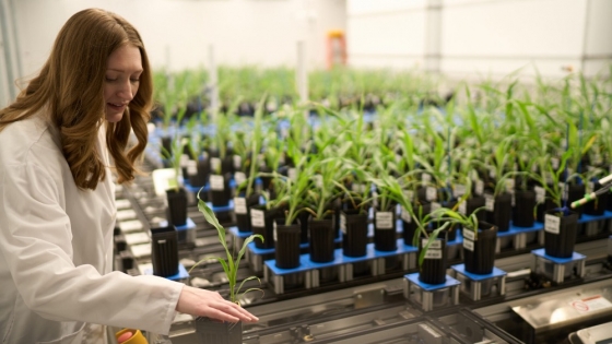 St. Louis Launches Fund to Propel Latin American AgTech Startups into U.S. Markets