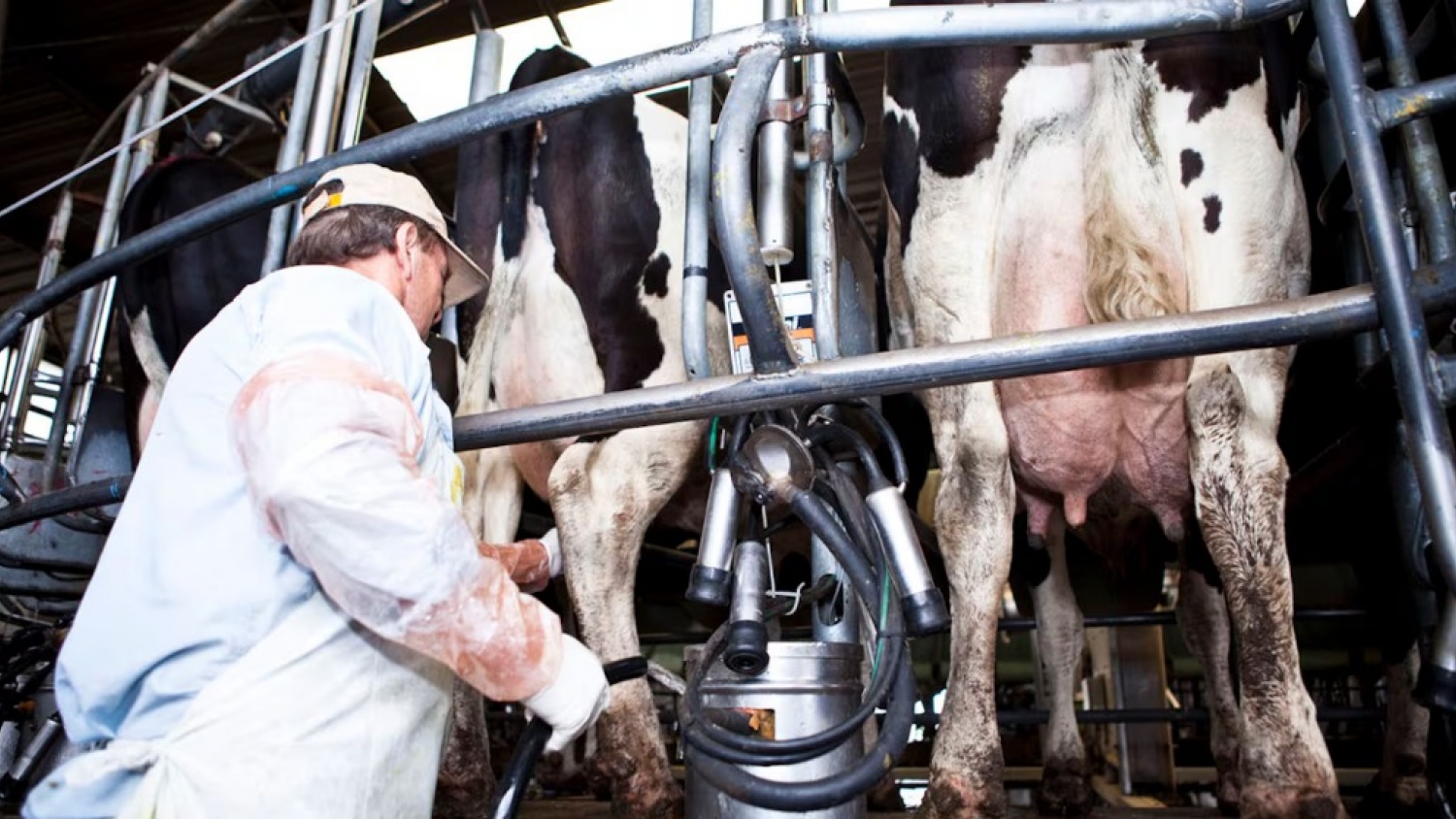 La lechería argentina alcanza niveles récord: crecen la producción y las exportaciones al ritmo de la demanda externa