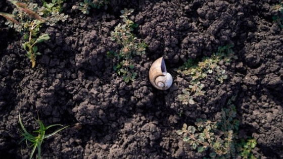 Autoridades emiten alerta fitosanitaria en Chile por la presencia de caracol africano gigante