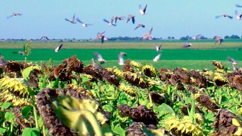 Ataques de aves afectan al maíz y al girasol en Santa Fe