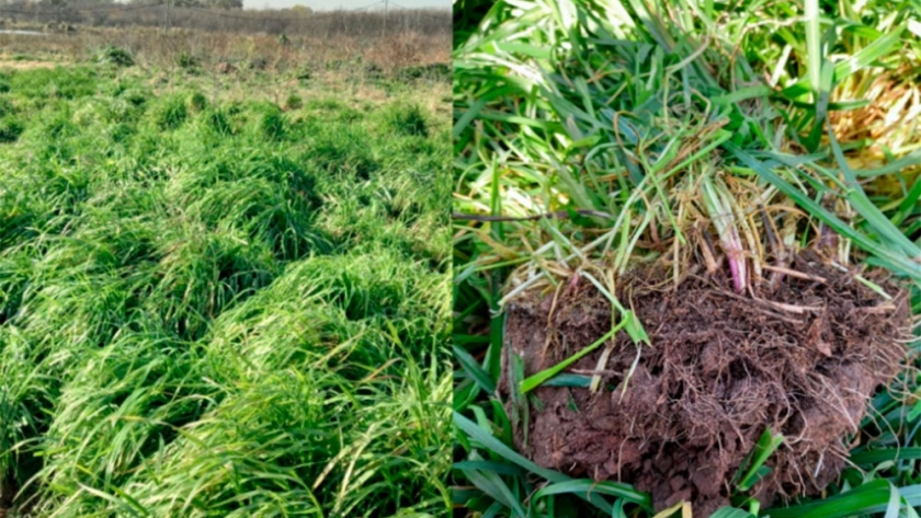 Crean suelos artificiales a partir de residuos industriales para revalorizar tierras degradada