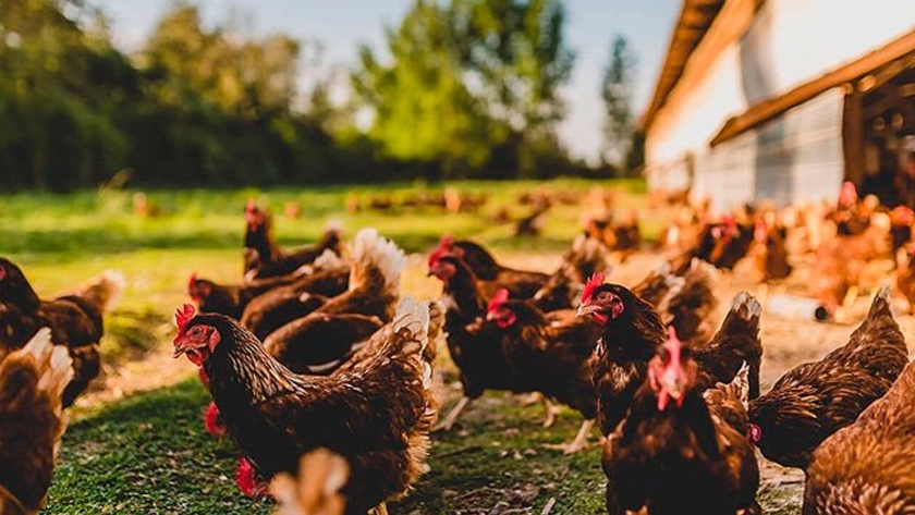 ¿Por qué preferir los huevos de gallinas felices?