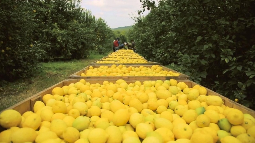 La producción de limones en el NOA caerá un 20% respecto de la campaña del año pasado