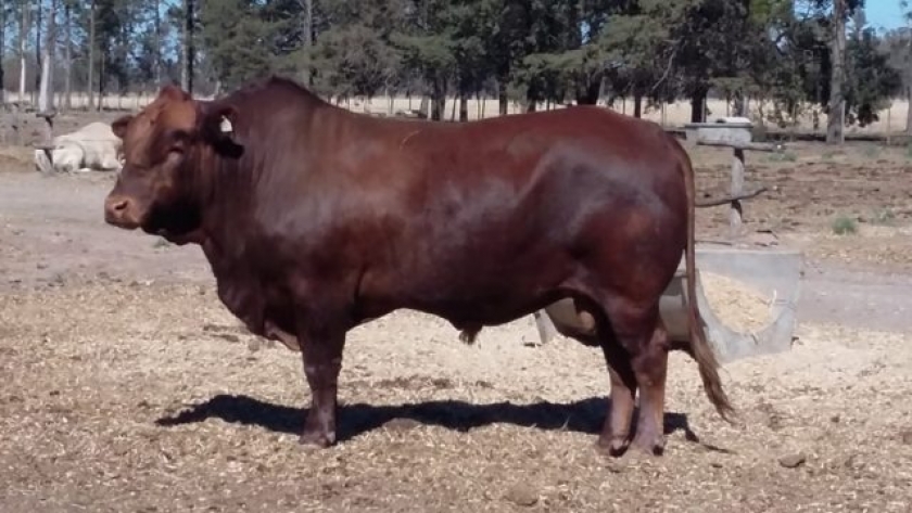 Raza San Ignacio, protagonista en la 80° Expo Rural Salteña