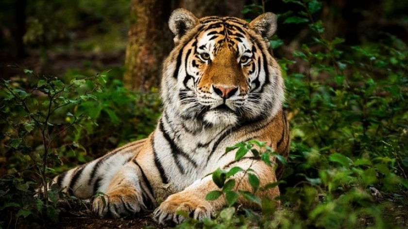 La lucha por la supervivencia: El manejo y cuidado de especies en extinción