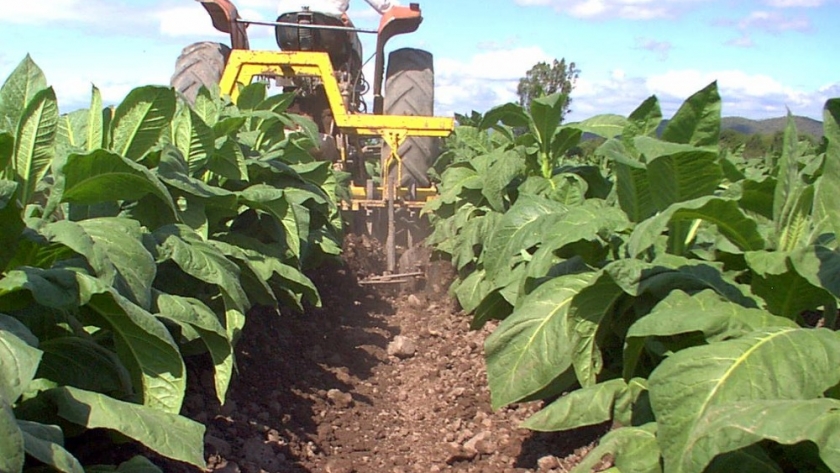Agricultura articula con las provincias la asistencia a los productores tabacaleros