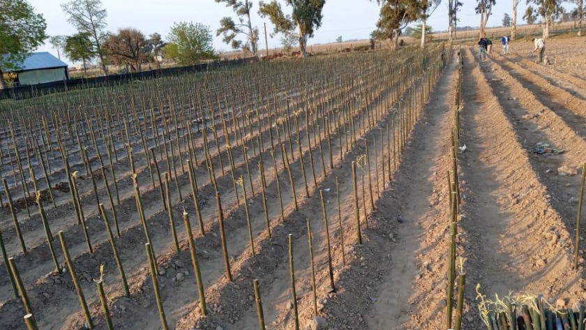 Plan Agroforestal: 20 mil sauces ya están en el Vivero de Viamonte