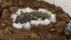 Los hongos comunes del suelo podrían ser aliados en la lucha de los productores de maíz orgánico contra las plagas