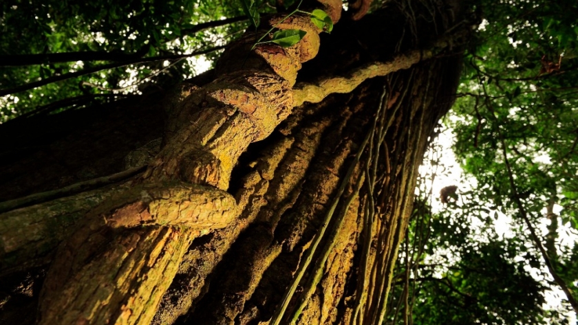 Una elección a favor de los bosques