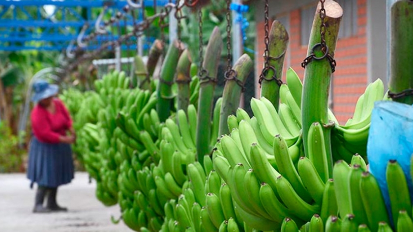 Exportación de banano baja en 50% y venta de otras frutas reduce en 40
