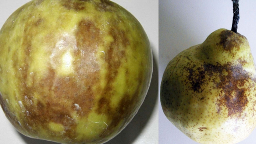 Escaldadura superficial: un desafío para la comercialización de peras y manzanas