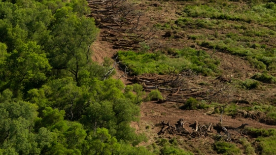 Demora en la implementación del Ordenamiento Territorial de Bosques Nativos en Chaco
