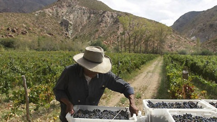 Destinarán $500 millones para asistir a productores vitivinícolas afectados por contingencias climáticas