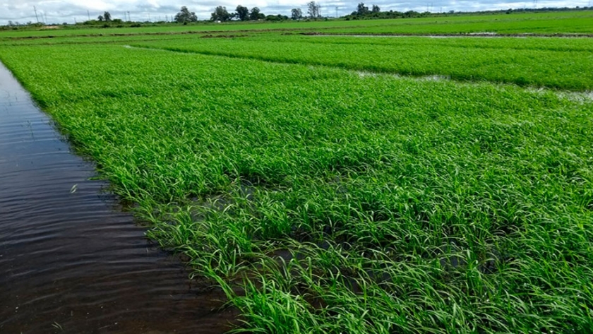 Presentaron el primer curasemilla biológico para arroz