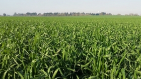 Trigo 2025: entre el optimismo y las trampas del clima, el desafío de alcanzar una cosecha récord en Argentina