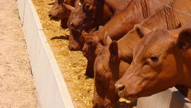 El impacto ambiental y la modificación de la cuota Hilton, en la agenda del feedlot