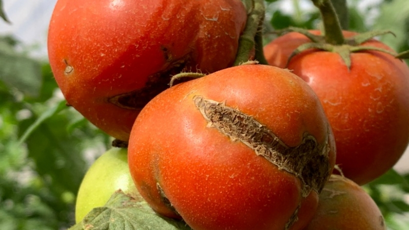 Virus Rugoso del Tomate: Monitoreo y muestreo preventivo en la provincia de Tucumán