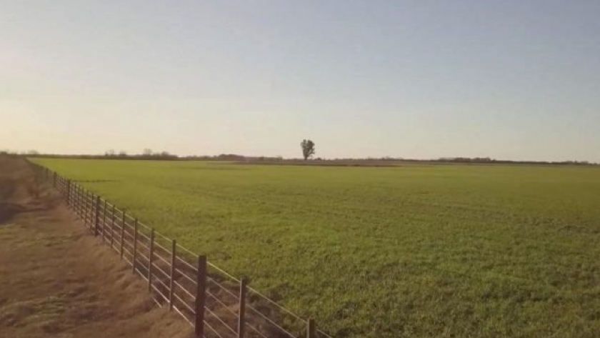 Eficiencia del nitrógeno atmosférico para aspirar a altos rendimientos en trigo