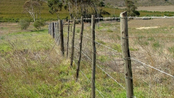 La provincia donde más tierras se venden: Mendoza, a la cabeza del mercado inmobiliario rural