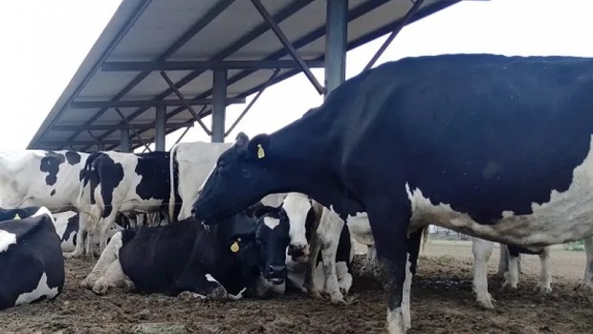 Caso de éxito lechero: una cabaña de Holando que logró una vaca de 88 litros diarios