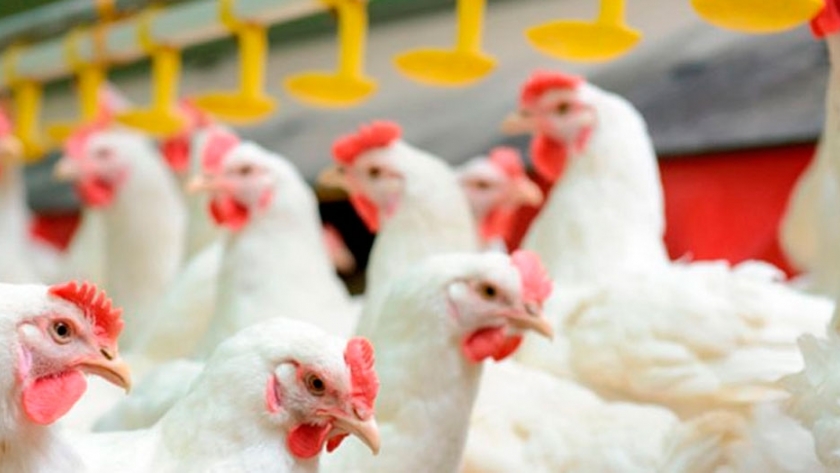 Crecen las exportaciones de carne aviar