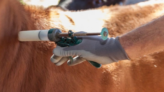 Flexibilizan la importación de productos veterinarios y dicen que generará un ahorro millonario para el campo