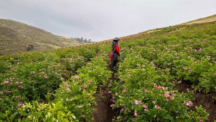 Reducir el impacto del cambio climático sobre la agricultura y ganadería en América Latina y el Caribe mediante la innovación tecnológica e institucional