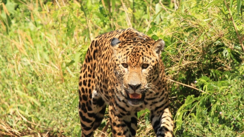 Ambiente avanza en la elaboración de un proyecto de cooperación con Brasil para la conservación y el combate al tráfico del yaguareté