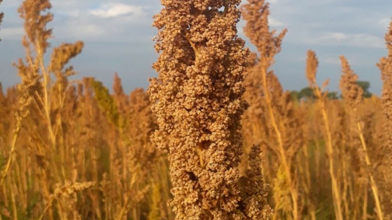 <Quinoa: el milenario legado nutricional y los beneficios de su consumo