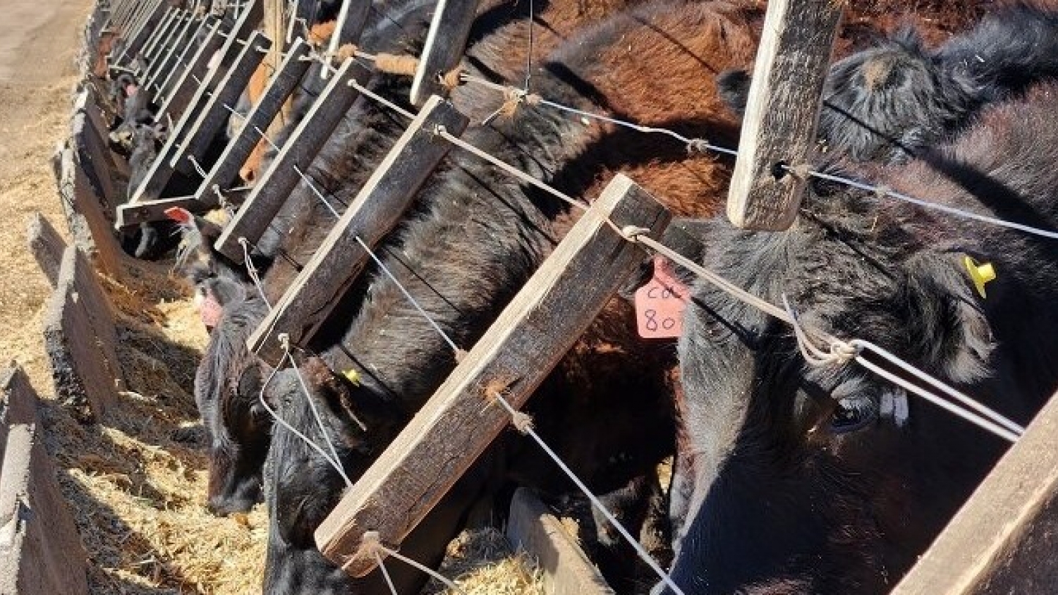 Bedson apuesta a la ganadería bovina con una nueva línea de aditivos para mejorar la eficiencia productiva