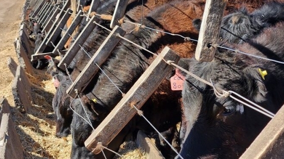 Bedson apuesta a la ganadería bovina con una nueva línea de aditivos para mejorar la eficiencia productiva
